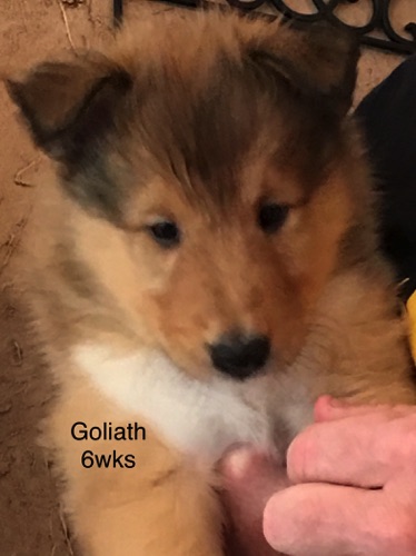 Goliath 6wks